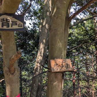 こちらは登山道がかなり荒れていて、ルートも分かりにくく、戻ってくるときに間違えて藪漕ぎになってしまい、遭難する所でした。