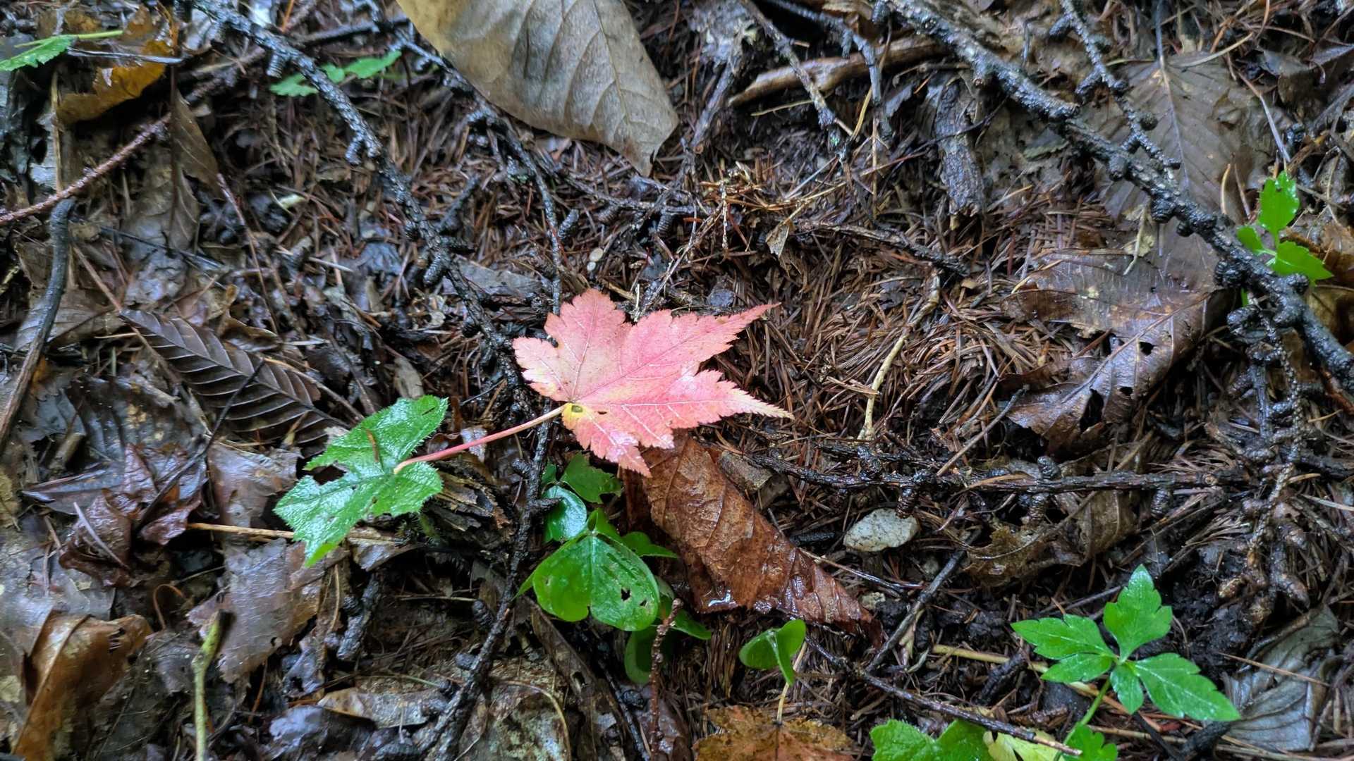 🍁