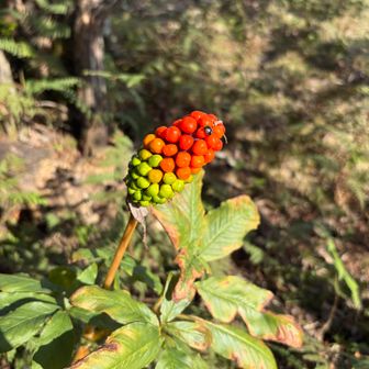 大笠山山頂にあった植物。
すごい色。