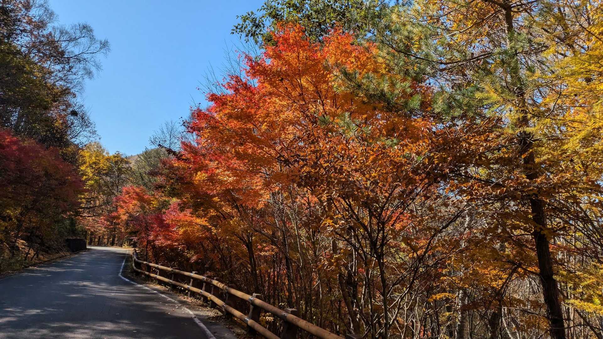 道路沿いにも