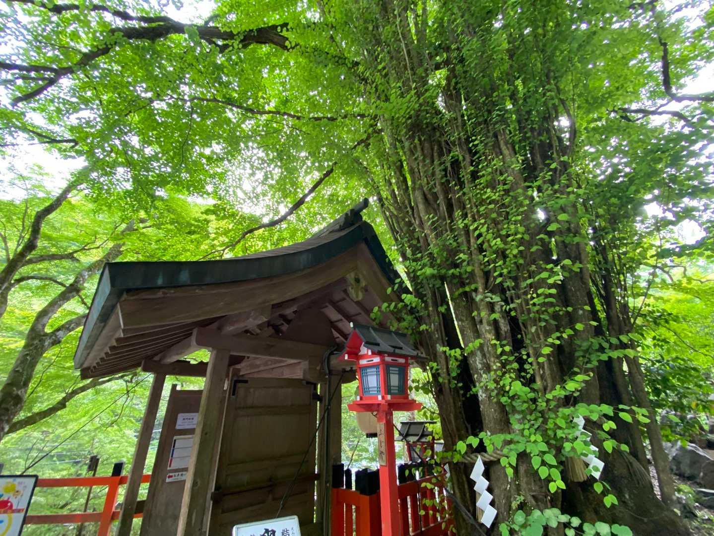 大桂の木🌲御神木、さすが迫力✨