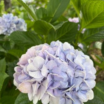 で、紫陽花は満開