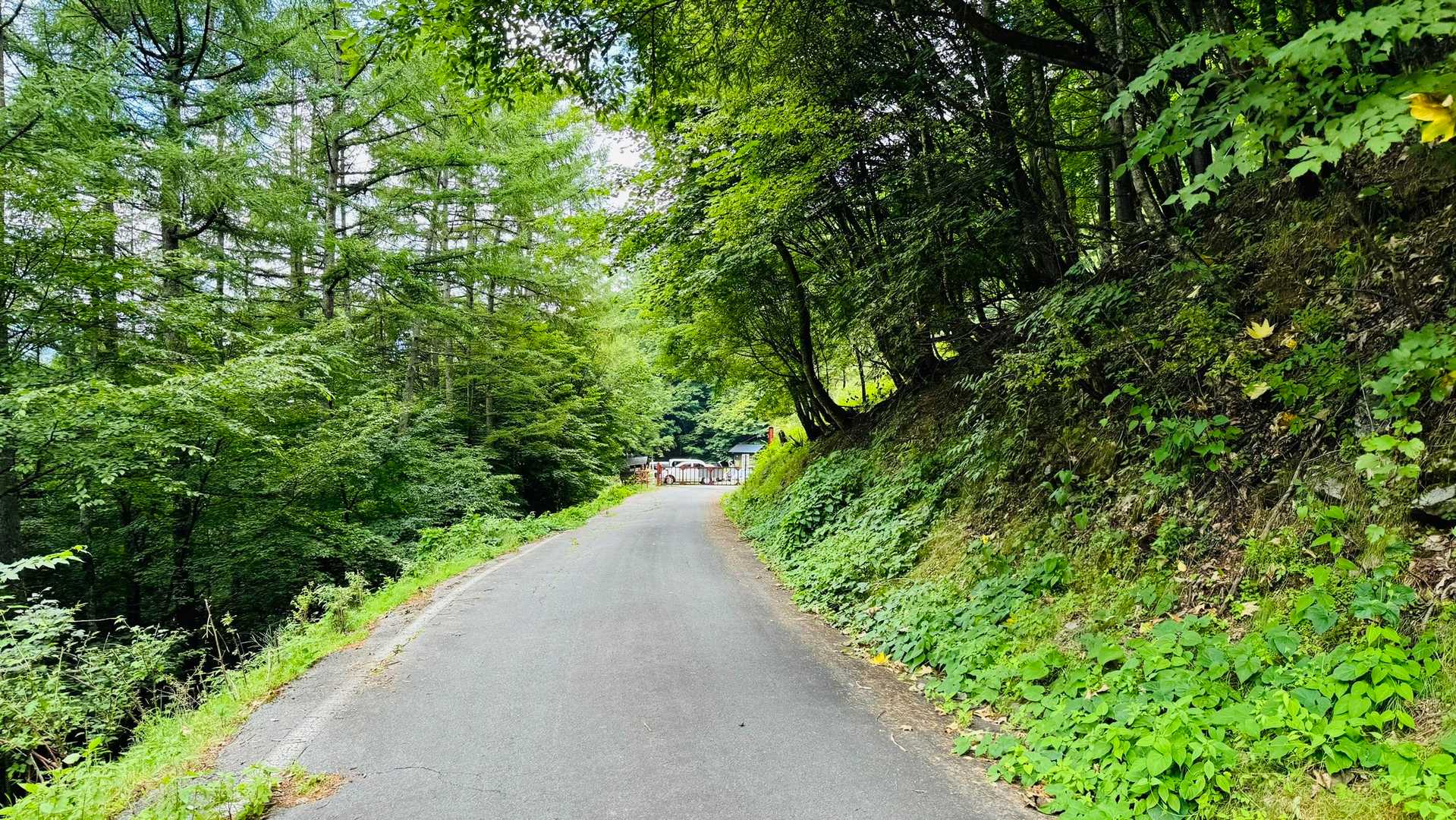 たったかと降り、駐車場が見えた。登山道の後の車道は長く感じる。下山中ほぼ写真撮ってなかった。
