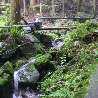 水が豊かになってきました。