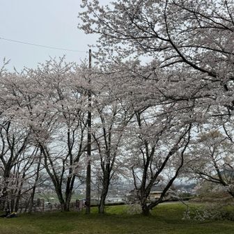 どこみても満開🌸