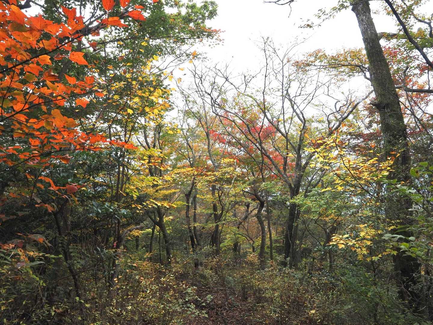 栗野岳第2峰-栗野岳 往復コースの写真
