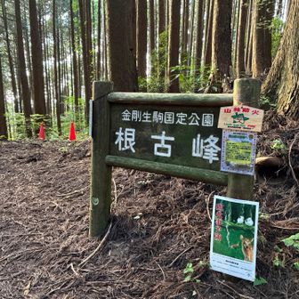 やっと、根古峰
水が足りなくなってきた。

持って来た水は、ほぼ無くなってしまった。
下山しようかと何度も思ったけど、