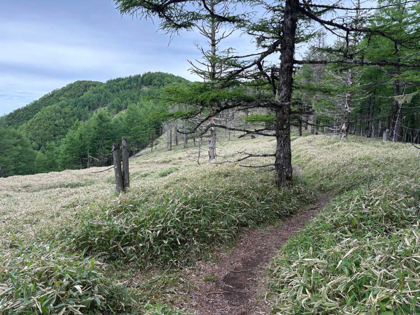 千頭星山が見えてきた（左奥のピーク）
笹原が気持ちいい👍