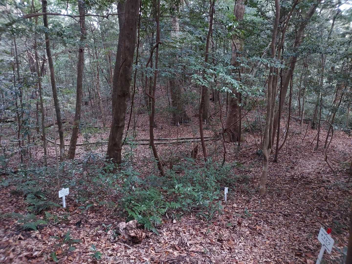 ひろびろな森でした