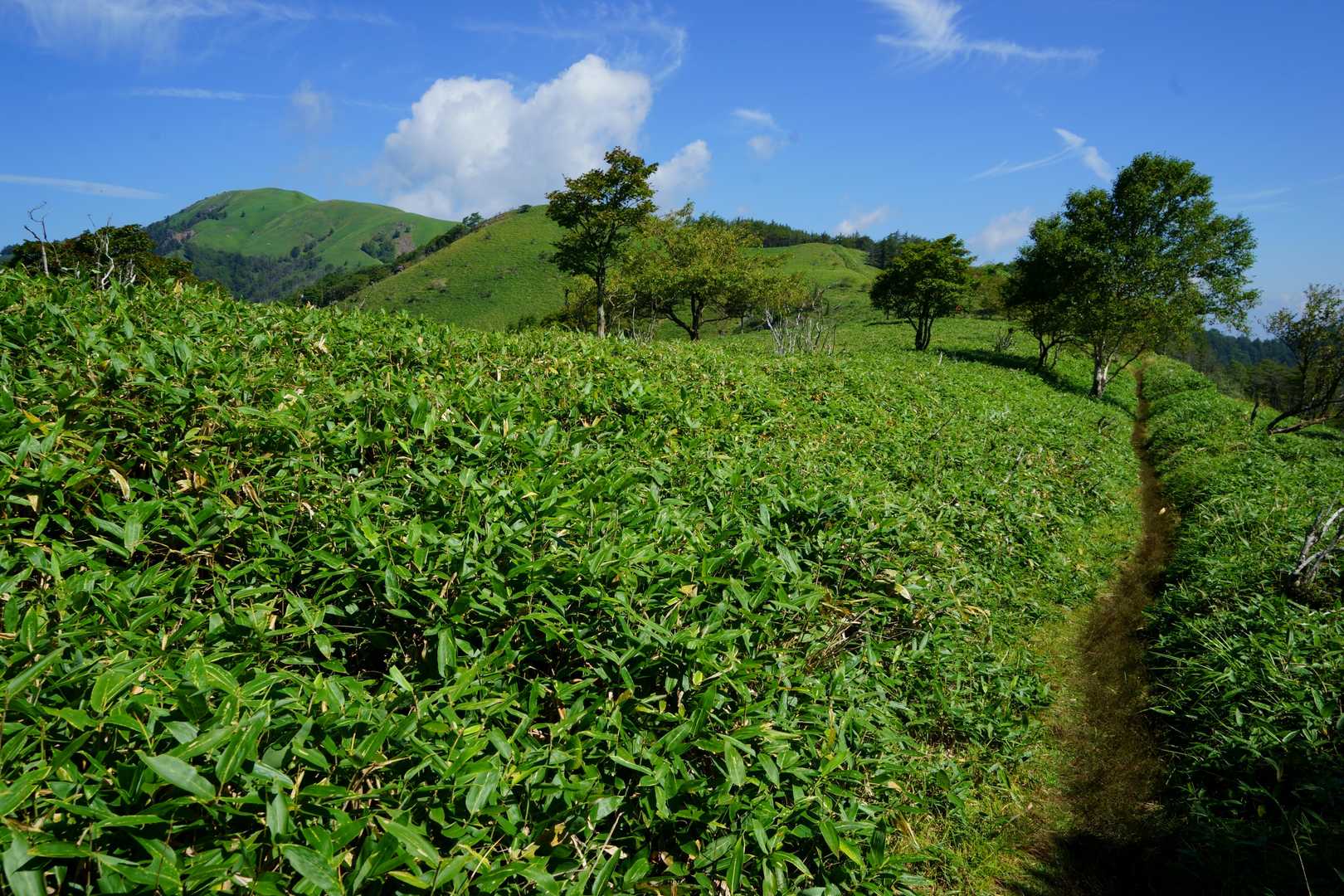 北峰を過ぎると、三峰山までずっと続くササ原に出る。
爽快な稜線歩きになってテンションもあがる👍