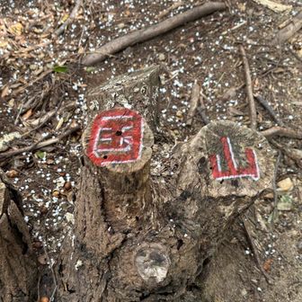 前は見ませんでしたけどℹ️🆕
ここ↗️登ったところが四国山山頂

想定外の雪もかなりふってきたんで、すぐに戻ります。