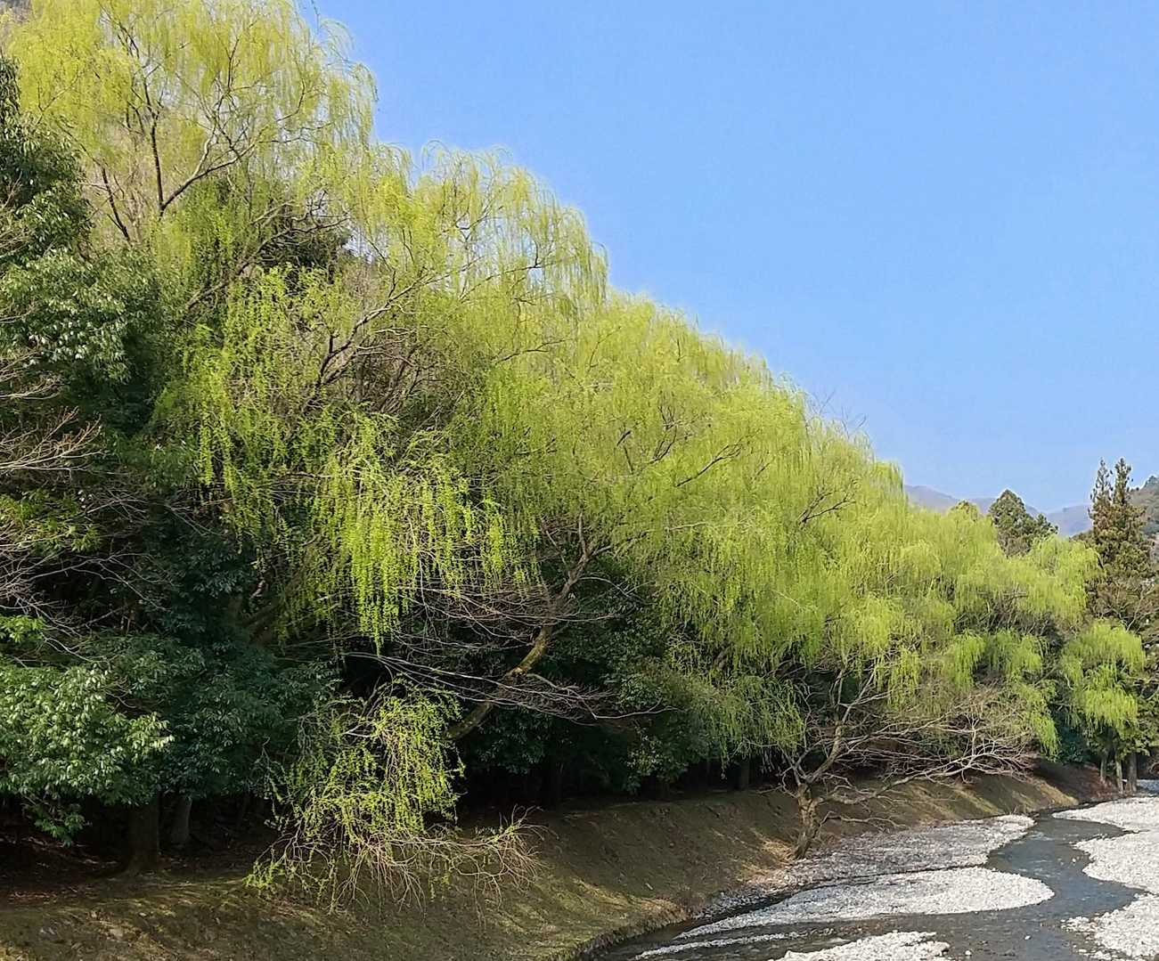 青川の新緑な柳が美しい