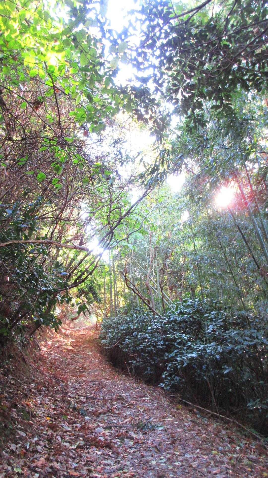 朝日山 周回コースの写真