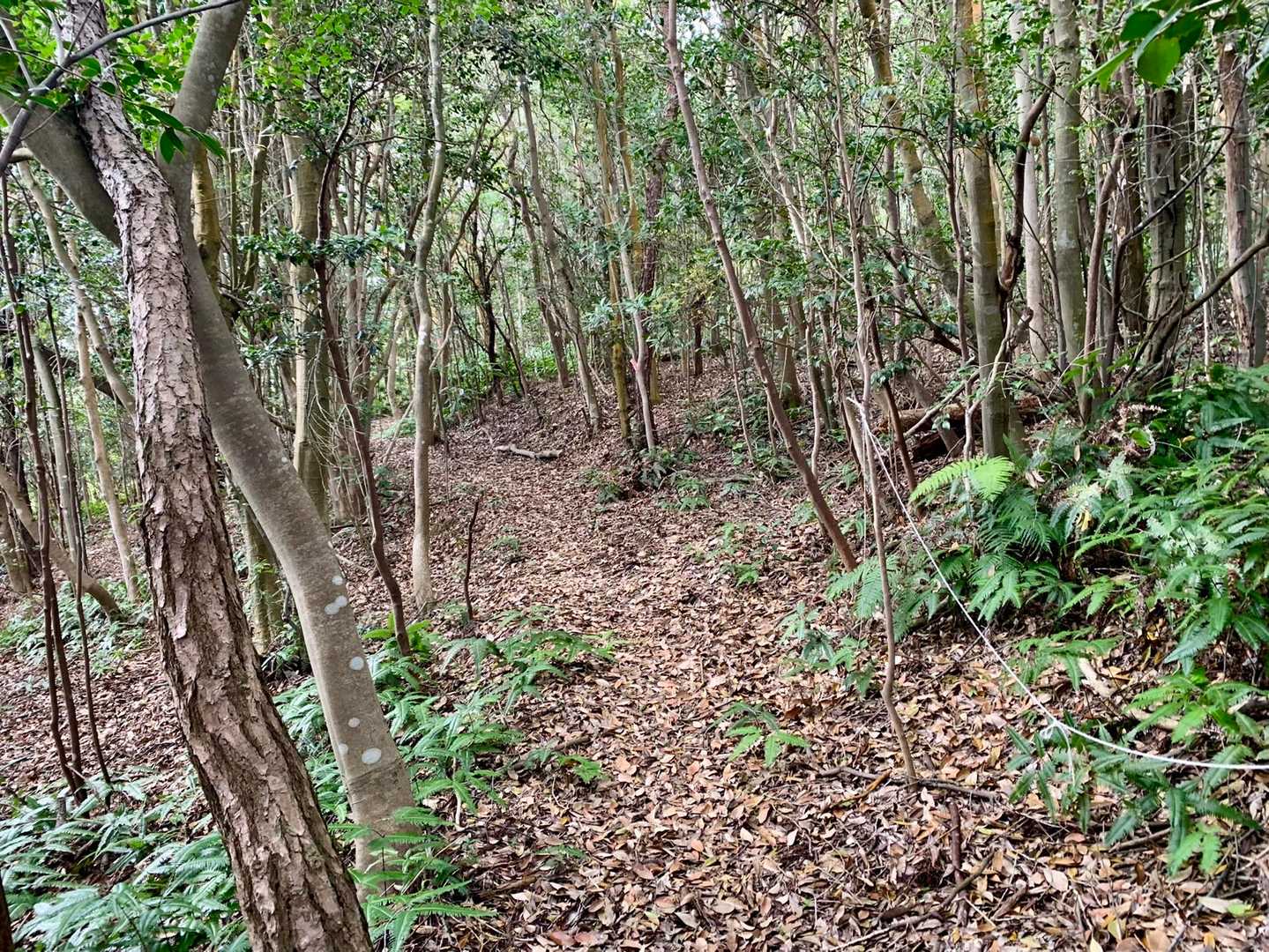 山頂へ向かいます。