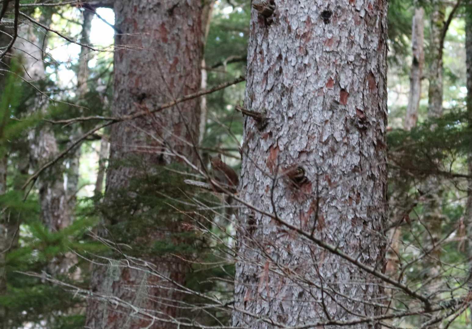 登山始めてから初めてリスを写真にとらえられました