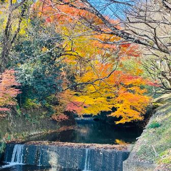 さっ、そろそろ鬼飛山へ行きましょうか⛰️
🍁紅葉がグラデーションで美しい✨