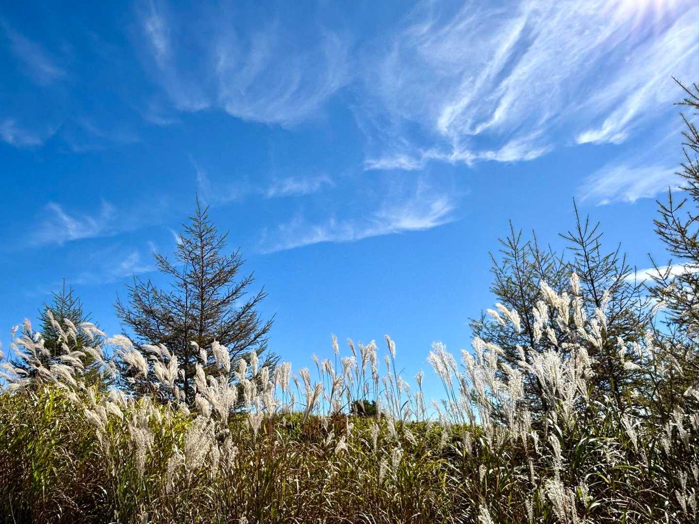 王ヶ頭に向かいます
オーロラのような雲とススキ🌾