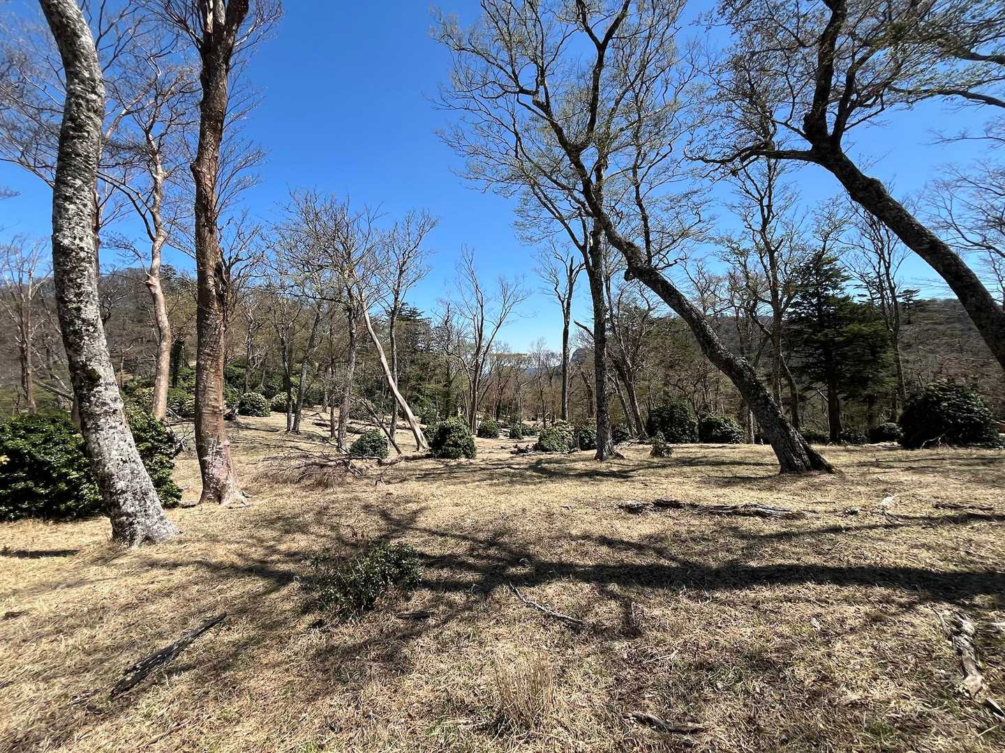 まるで公園のような稜線上。
気持ちがいいな、ここでテント貼りたい。
