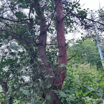 鳥の声が
