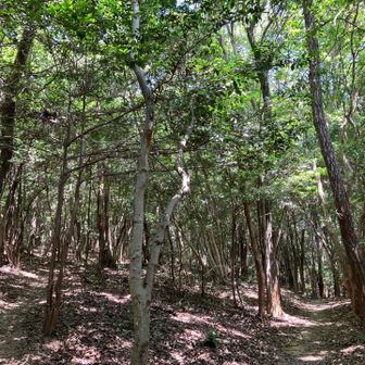 樹林帯ずっと日陰だけど、やっぱ暑い🥵