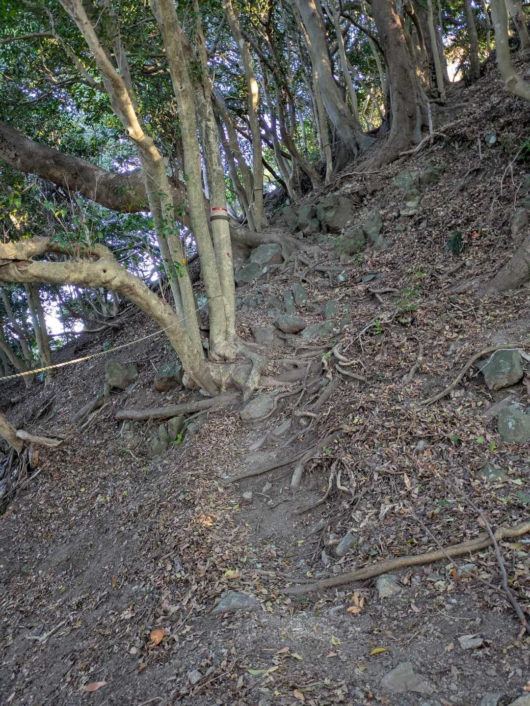 更に急登続きます😰