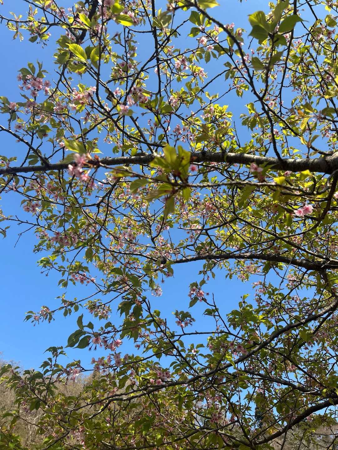 桜🌸が咲き始めて青空とgood👍