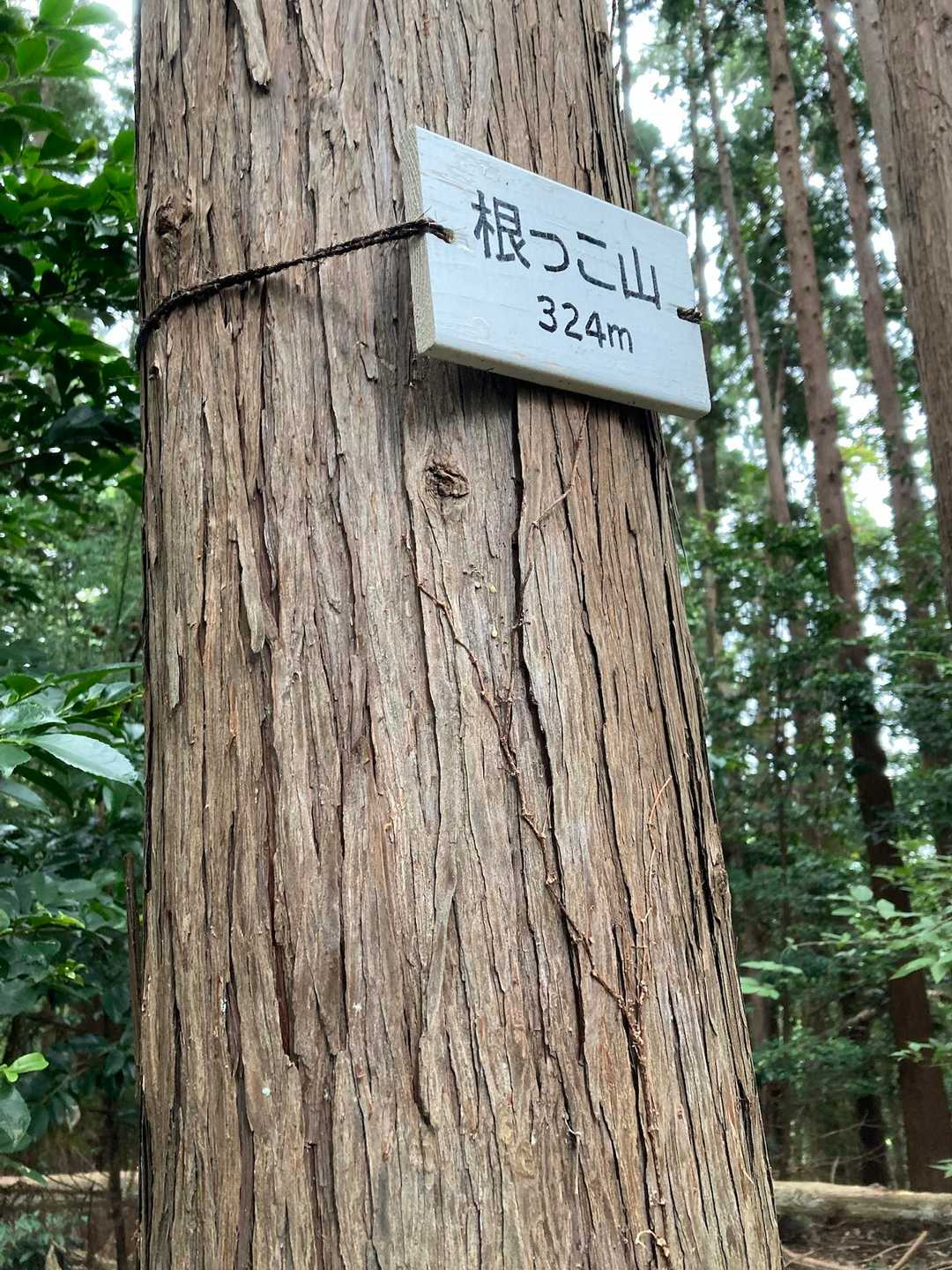 根っこ山