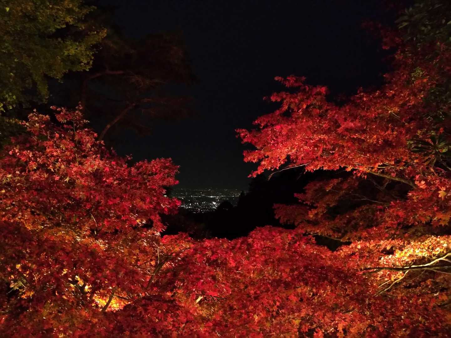 大山寺からの紅葉と夜景🍁🌉