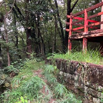 本殿の脇から本格的な登山道が始まる⛰️