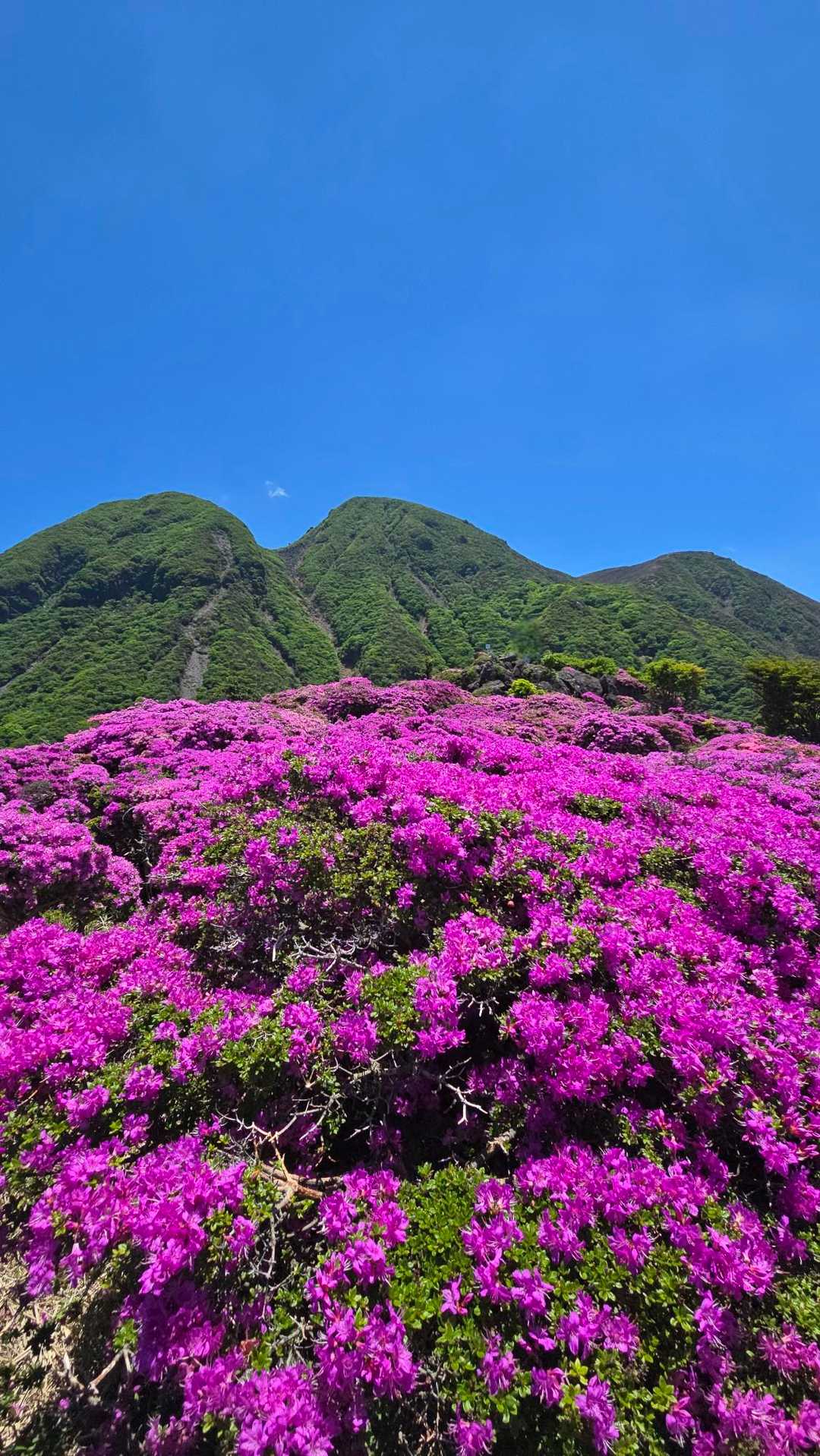 ミヤマ4th🌸大崩ノ辻・指山✨ / たまおーの登山データ | YAMAP / ヤマップ