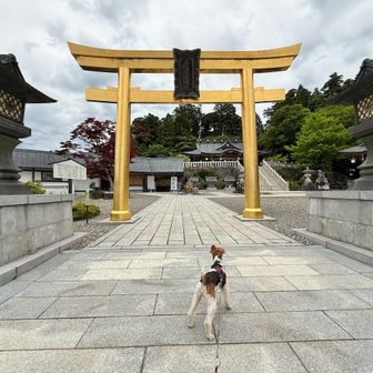 金の鳥居