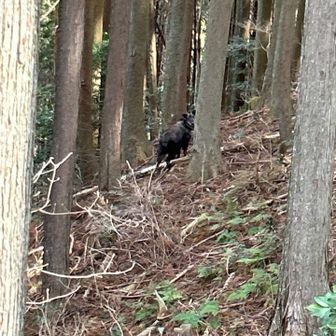 カモシカさんに遭遇✌️