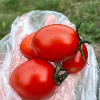 いただいたトマト4個🍅🍅🍅🍅
山頂トマトもスッキリしていいかも