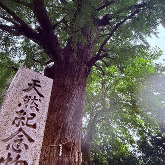 天然記念物  イチョウの木で雨宿り