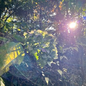 季節ハズレの紫陽花🌸