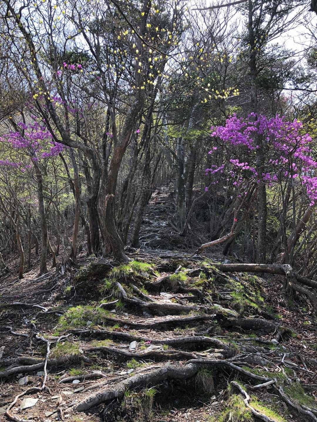 木の根っこゾーン、登る