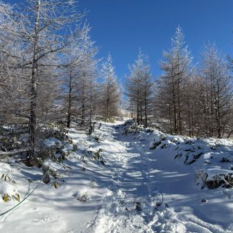 思ってたより雪がない…