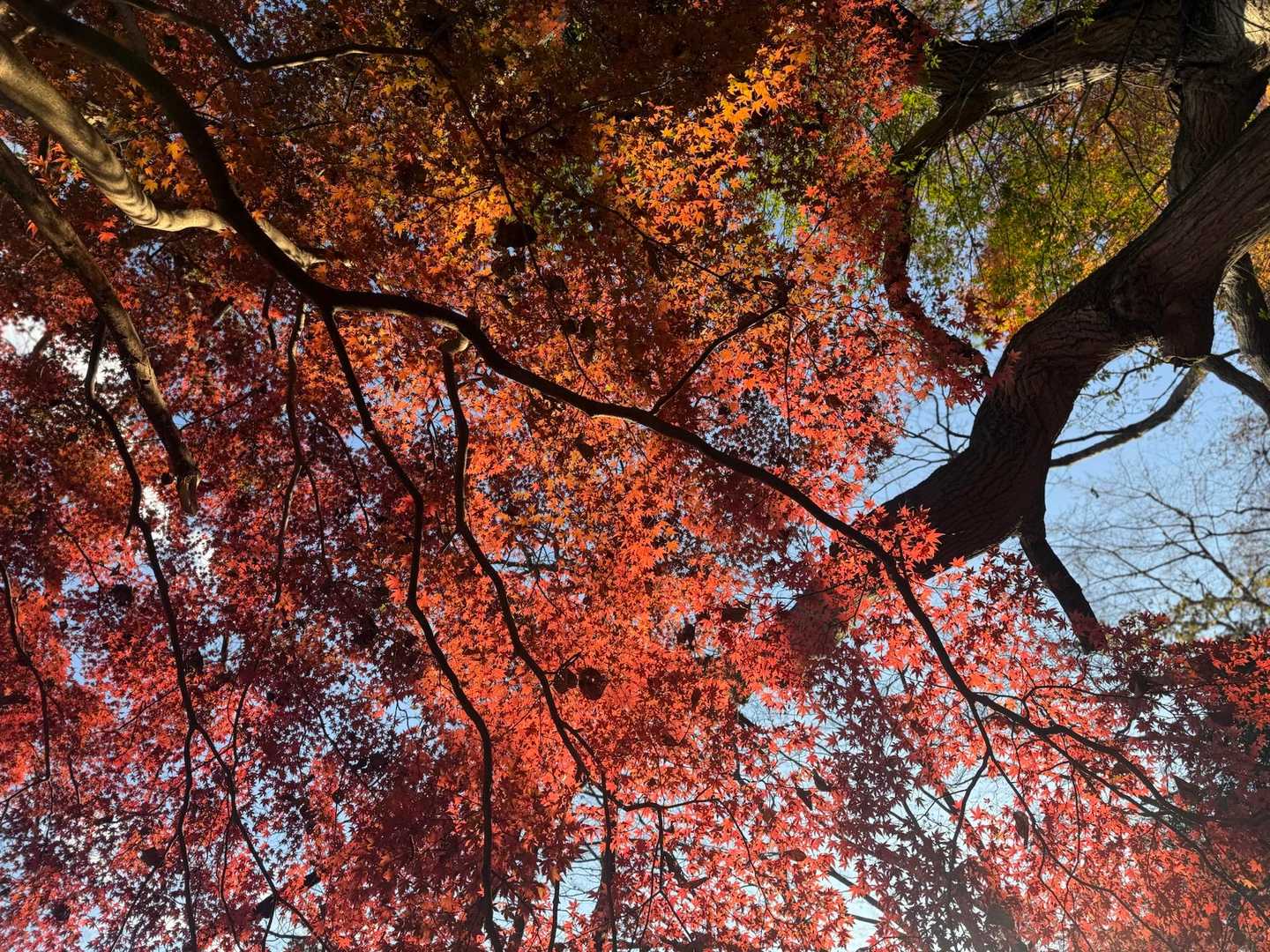 下山してくると、まだまだキレイな紅葉🍁が
明るいうちに帰ってこれてよかった
2人共めちゃくちゃ頑張って歩いた成果💪