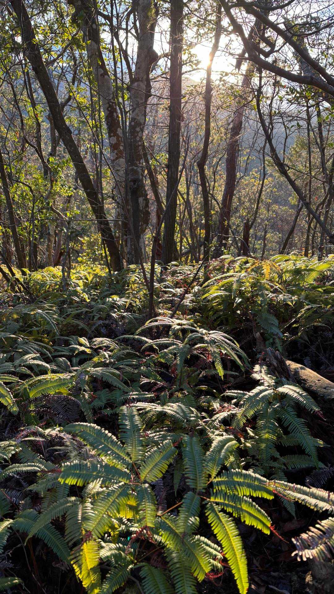 荒神峠-愛宕山 往復コースの写真
