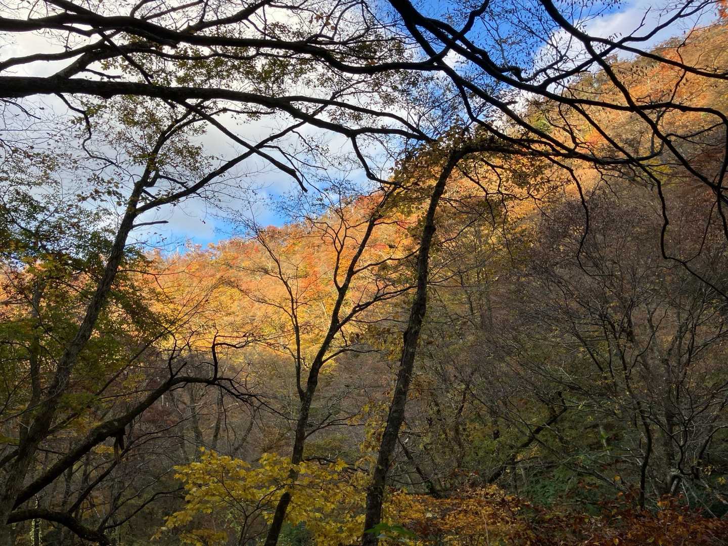 川床登山口-甲ヶ山-矢筈ヶ山-大休峠 周回コースの写真
