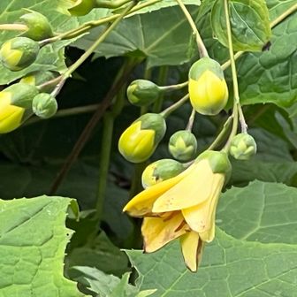 いつもの駒鳥茶屋さんの窓から。
キレンゲショウマ。
もまだまだこれから。