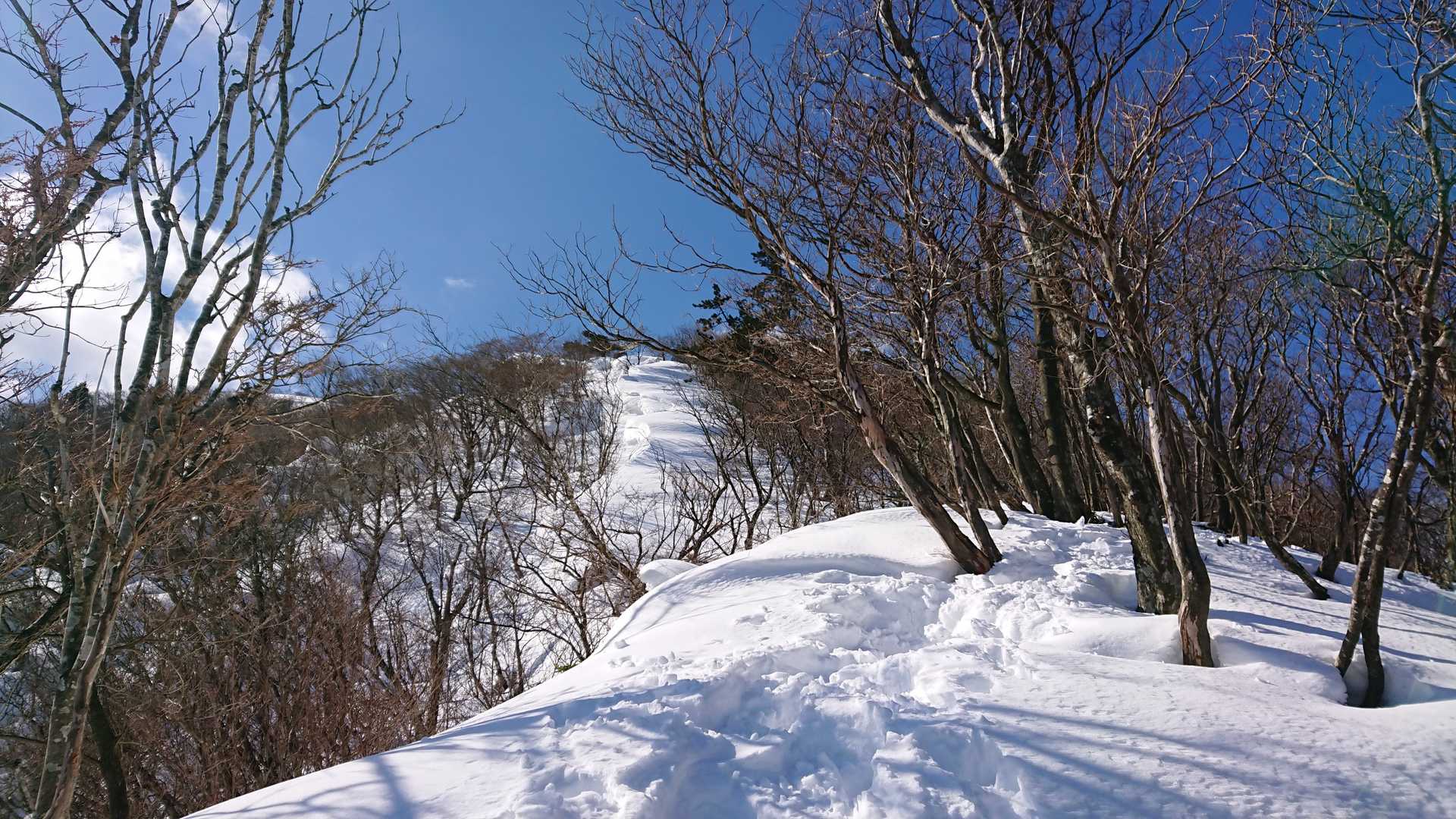 ヤケ山-ヤケオ山 往復コースの写真