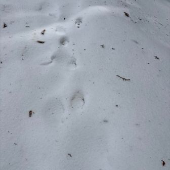 小動物のトレース跡ある･･