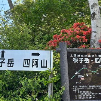登山口　四阿山方面へ→