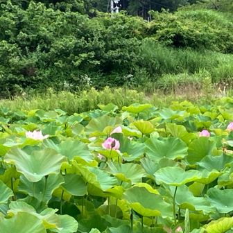 🅿️公園横の蓮池✨