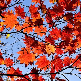 ライトアップ🍁🌞