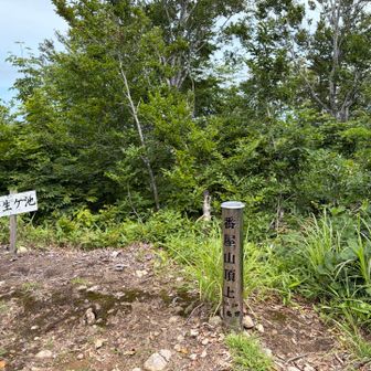 山頂は虫がぶんぶん