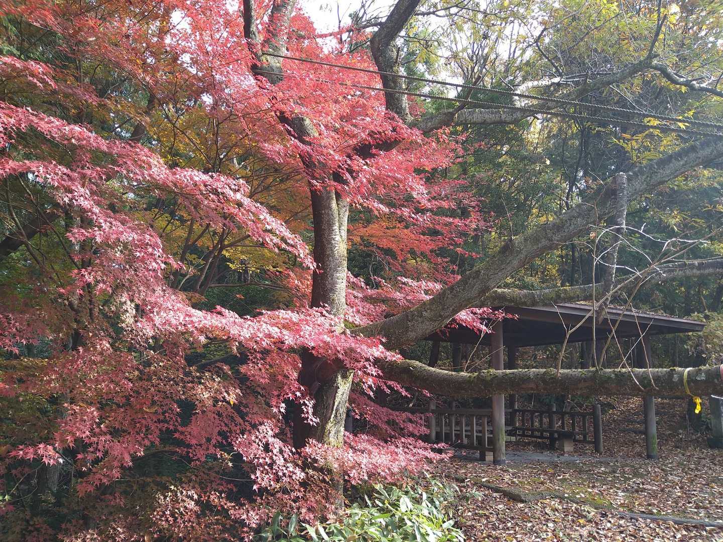 🍁きれいやね🙄