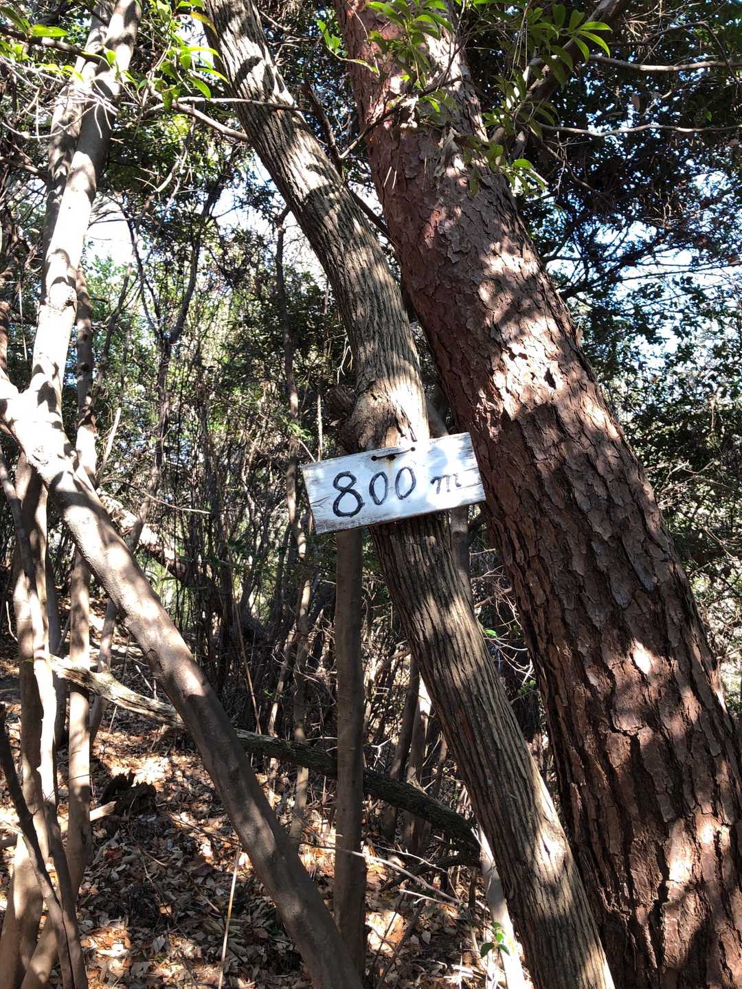 登山口から800メートル？