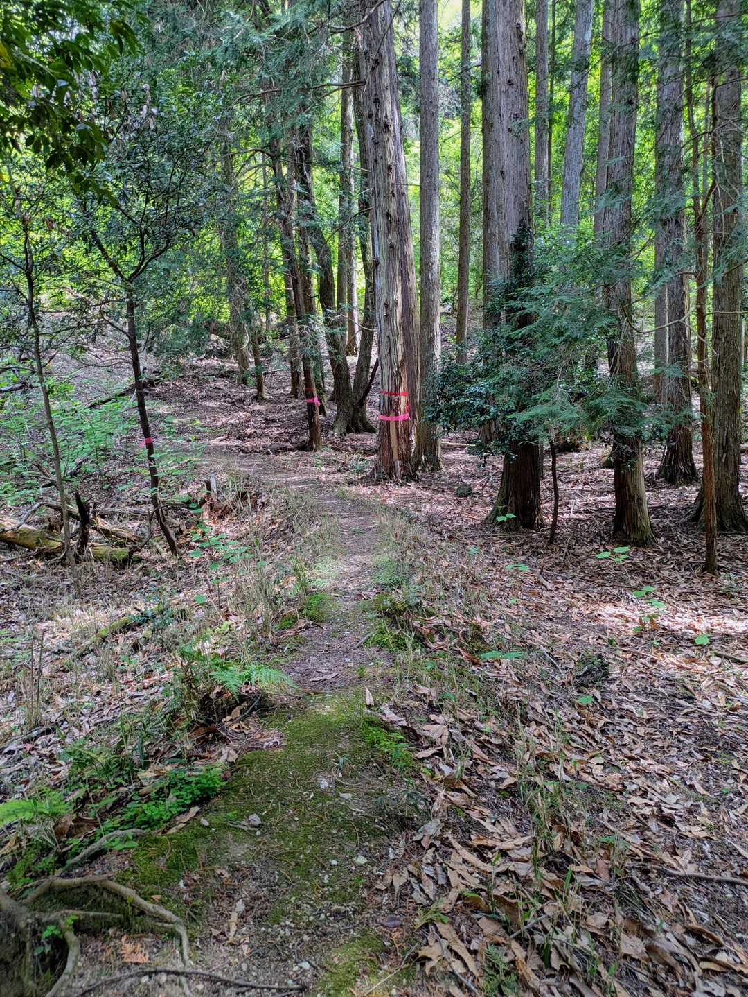大和朝倉駅-白山登り口-白山-巻向山-高山神社-初瀬山-初 縦走コースの写真